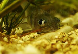 Ictalurus punctatus. Pesce gatto punteggiato, Channel catfish (U.S.A),