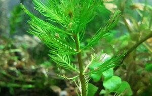 Myriophyllum alterniflorum (millefoglio d’acqua gracile). Myriophyllum spicatum (millefoglio d’acqua comune). Myriophyllum verticillatum (millefoglio d’acqua ascellare)