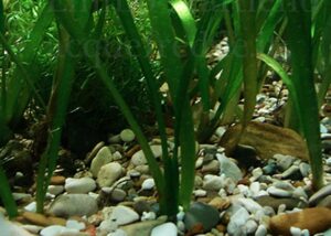 Vallisneria spiralis