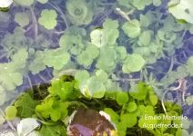 Hydrocotyle vulgaris