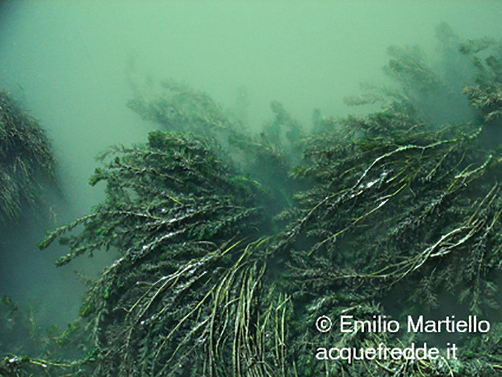 Miriophyllum spicatum