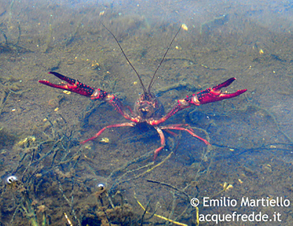 Procambarus clarkii