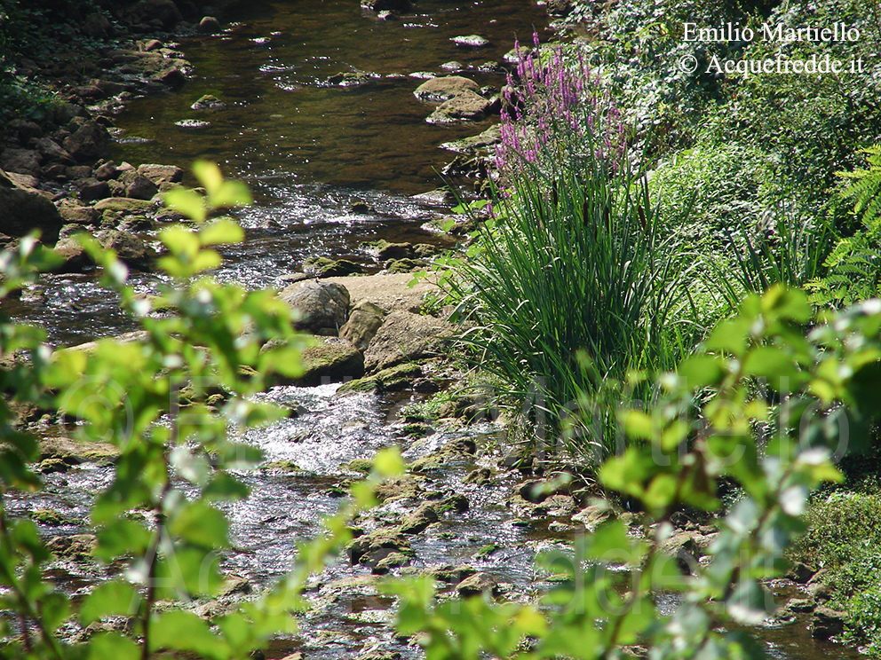 salicaria-o-salcerella-o-riparella-Lythrum-salicaria-l
