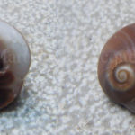 Molluschi