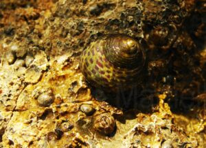 Osilinus turbinatus (ex Monodonta turbinata). Cornetto comune