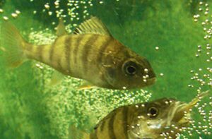 Perca fluviatilis, persico reale, pesce persico