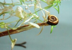 Planorbis planorbis