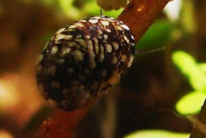 Teodoxus fluviatilis, T.danubialis, T.meridionalis e Smaragdia viridis. Neritina