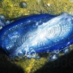 Velella velella. Barchetta San Pietro