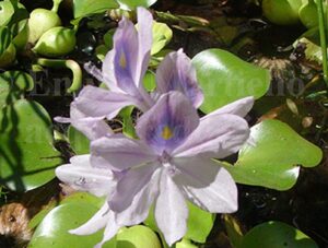 Giacinto d’acqua. Pontederia crassipes (ex Eichhornia crassipes)