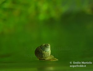 Lymnaea o Limnea, Limnea glabra e Limnea truncata
