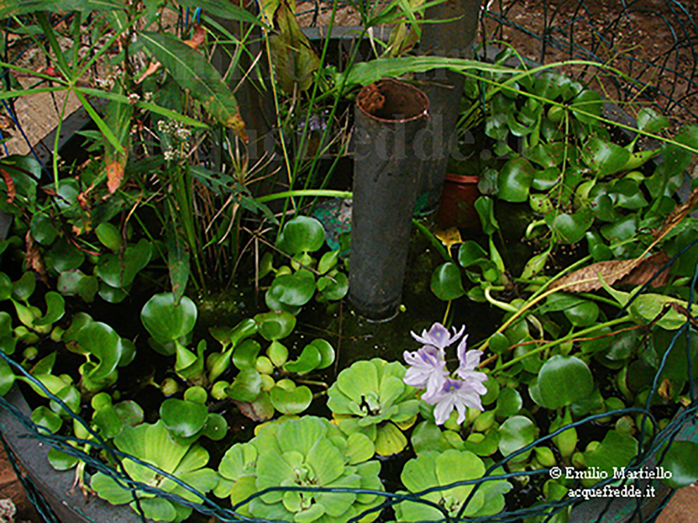 Mini pond