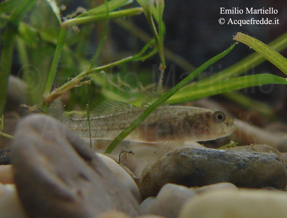 Padogobius nigricans
