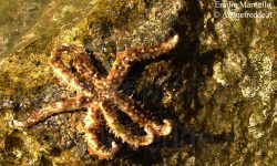 Coscinasterias tenuispina