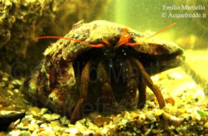 Clibanarius erythropus. Paguro diavolo, p. zampe rosse, p. di costa