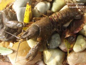 Gambero americano, Orconectes limosus