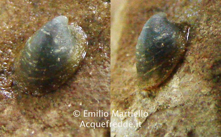 ancylus fluviatilis