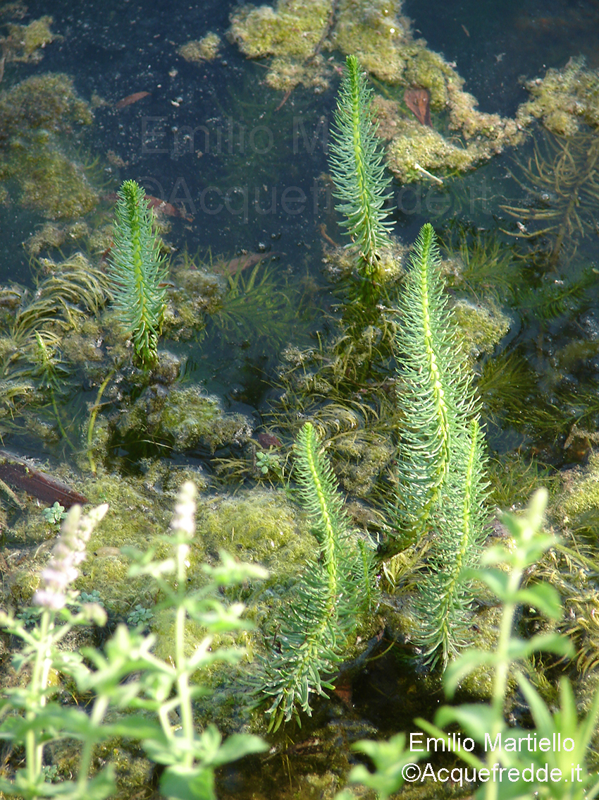  Hippuris vulgaris