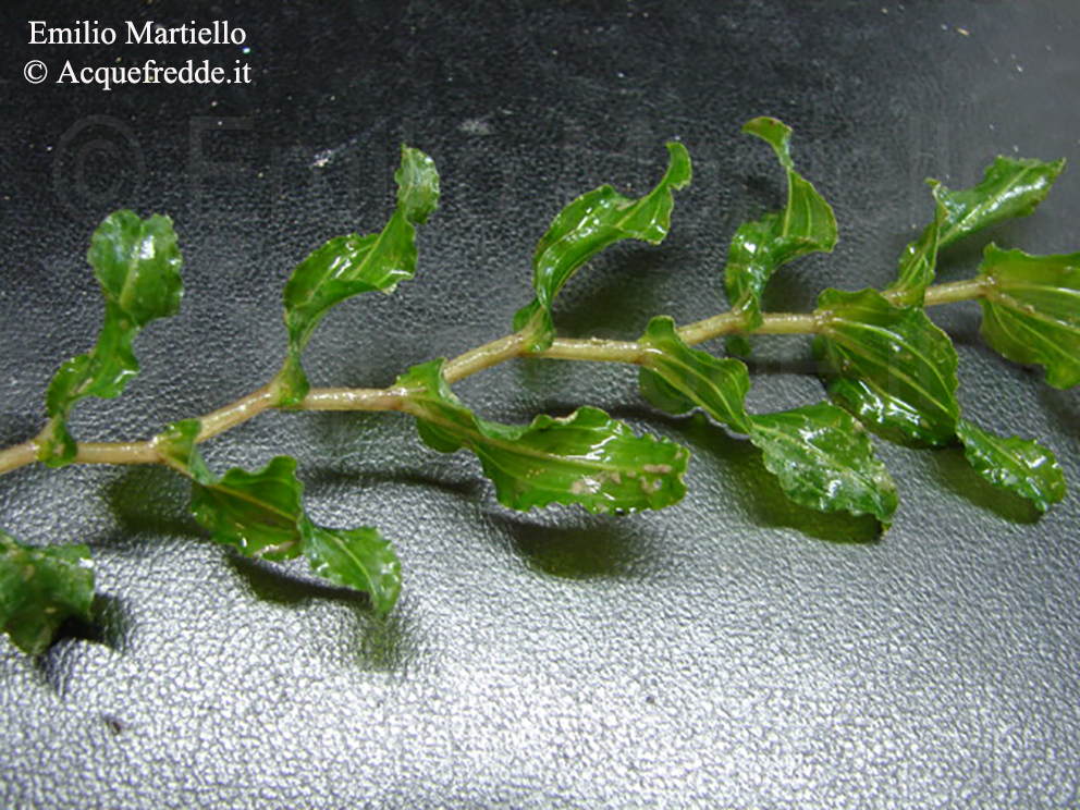 Potamogeton perfoliatum