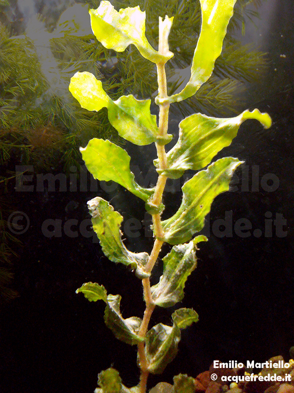 Potamogeton perfoliatus. Brasca arrotondata, lingua d'acqua perfogliata