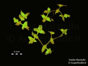 Lemna trisulca. Lenticchia d’acqua spatolata