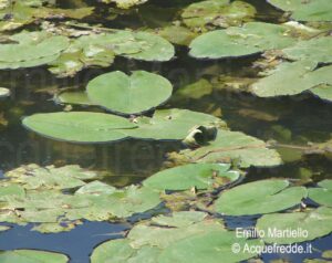 Nuphar lutea. Nannufero