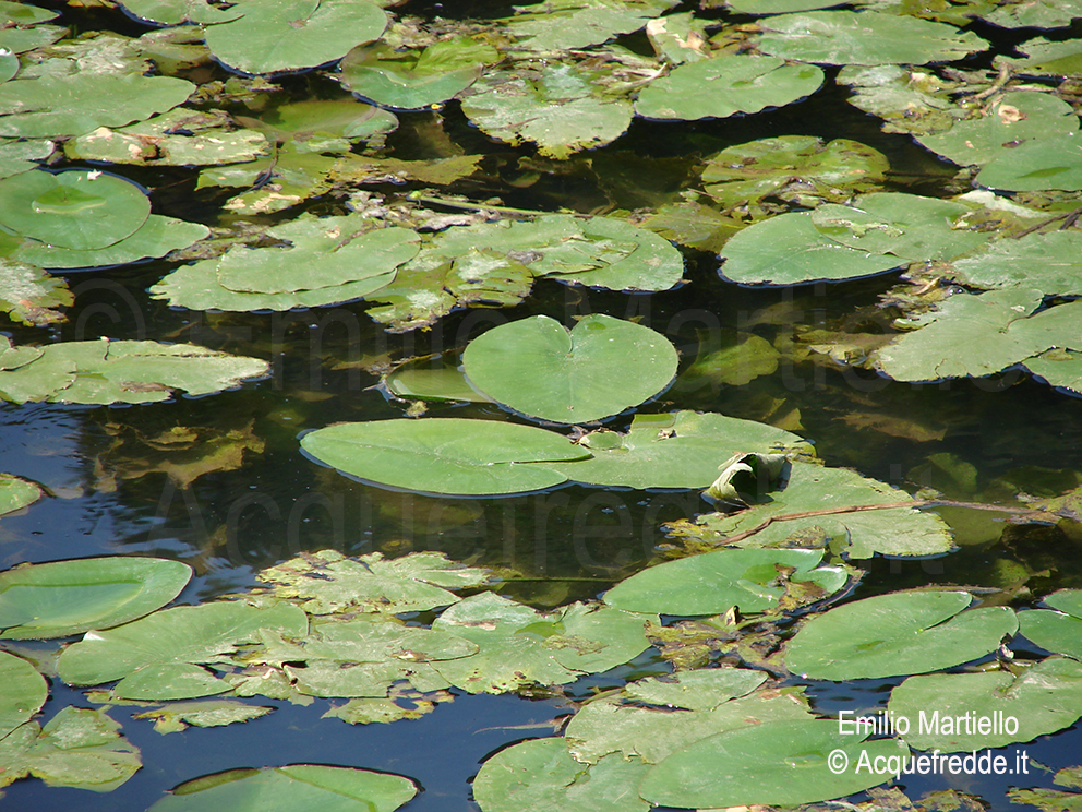 Nuphar lutea. Nannufero, ninfea gialla