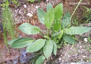 Alisma plantago, piantaggine d’acqua,  mestolaccia comune