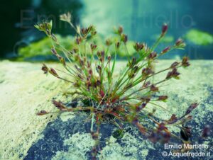 Juncus bufonius. Giunco annuale, giunco dei rospi