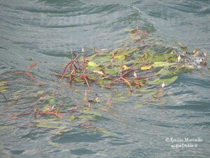 Persicaria amphibia / Polygonum anphibium, poligono anfibio