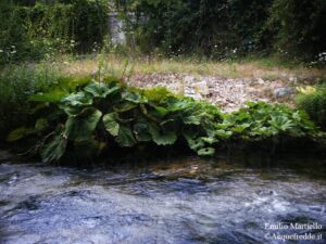 Petasites hybridus. Farfaraccio maggiore