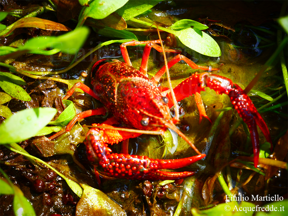 Procambarus clarkii, gambero rosso della Louisiana, gambero killer