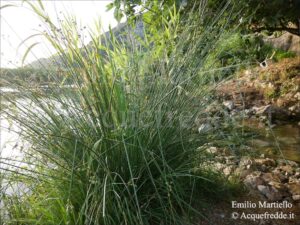 Scirpoides holoschoenus. Scirpo romano,  giunchetto meridionale, giunchetto comune