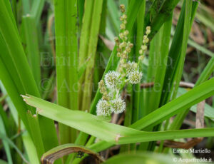Sparganium erectum, coltellaccio maggiore, biodo