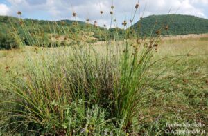 Juncus effusus. Giunco comune