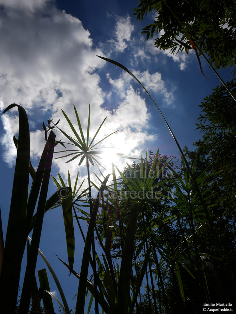 Cyperus alternifolius Falso papiro zigolo ornamentale zigolo ad ombrella