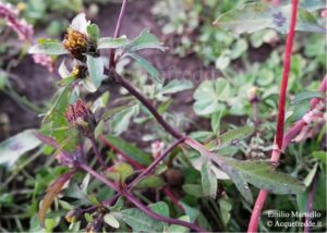 Bidens tripartita. Forbicina comune