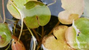 Hydrocharis morsus-ranae, morso di rana