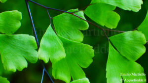 Adiantum capillus-veneris. Capelvenere