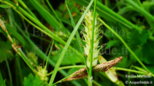 Carex hirta. Carice villosa