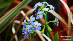 Myosotis palustris sin. Myosotis scorpioides, nontiscordardimé delle paludi