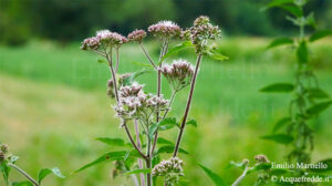 Eupatorium cannabinum. Eupatoria, canapa acquatica, canapa d’acqua