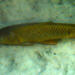Cyprinus carpio communis, carpa regina.  Cyprinus carpio specularis, carpa specchio.  Cyprinus carpi...