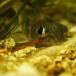 Ictalurus punctatus. Pesce gatto punteggiato, Channel catfish (U.S.A),