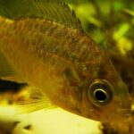 Lepomis gibbosus. Persico sole, gobetto / Pumpkinseed, Pumpkinseed Sunfish (U.SA)