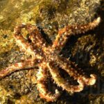 Coscinasterias tenuispina. Stella marina variabile, stella marina spinosa minore