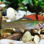 Gambusia affinis