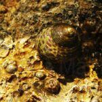 Osilinus turbinatus (ex Monodonta turbinata). Cornetto comune