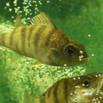 Perca fluviatilis, persico reale, pesce persico