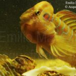 Salaria pavo. Bavosa pavone